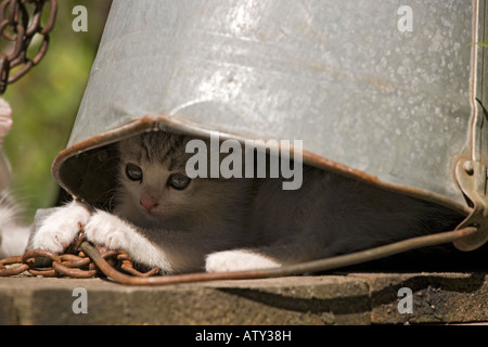 Kittens playing in farm courtyard, hiding under a bucket; Saxon village Romania Stock Photo