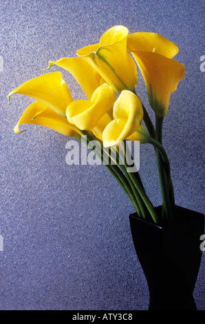 Yellow calla Lillies in black vase Stock Photo
