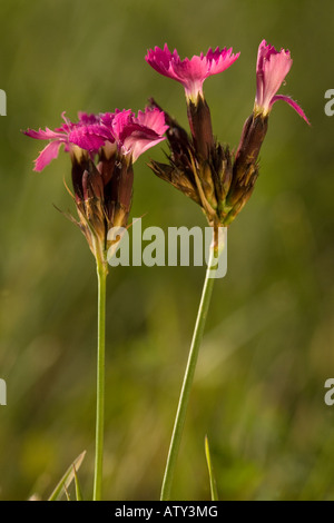 Carthusian Pink, Dianthus carthusianorum, in flower Stock Photo