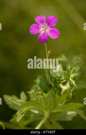 Marsh Cranesbill, Geranium palustre Romania Stock Photo