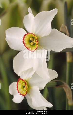 Narcissus poeticus var. recurvus AGM (Old pheasant's eye Daffodil) Division 13 Species. Stock Photo