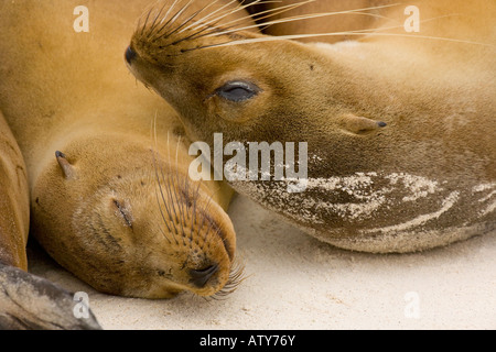 Galapagos Sea lions (Zalophus wollebaeki) on the beach, Galapagos Stock Photo