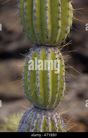 Candelabra cactus (Jasminocereus thouarsii var sclerocarpus) on Isabela, Galapagos Stock Photo