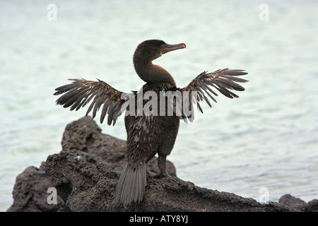 Flightless Cormorant Nannopterum harrisi Fernandina Island Galapagos Stock Photo