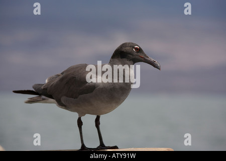 Lava Gull, Larus fuliginosus, endemic gull one of rarest gulls in world with about 400 pairs Galapagos Stock Photo