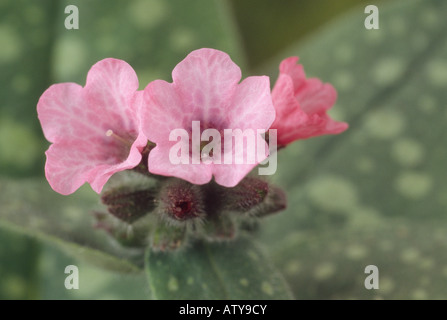 Pulmonaria saccharata 'Dora Bielefeld' (Lungwort) Close up of pink flowers with spotted leaves behind. Stock Photo