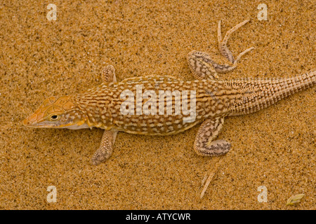 Sand diver lizard or shovel-snouted lizard Meroles anchiatae on the ...