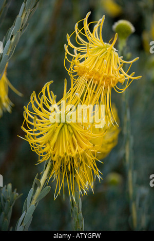 Rocket pincushion Leucospermum reflexum var luteum Cederberg Mountains Cape South Africa Stock Photo