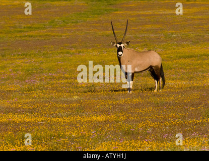 Gemsbok (Oryx gazella) amongst spring flowers in the Goegap Nature Reserve, Springbok, Namaqua Desert, South Africa Stock Photo