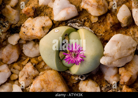 An endemic dwarf mesembryanthemum (Argyroderma) growing on dry quartzite soil in Namaqualand, South Africa Stock Photo