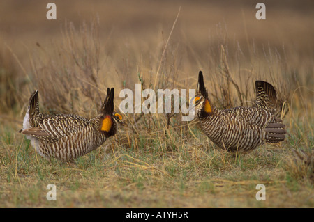 Greater Prairie-Chicken males, Tympanuchus cupido, courtship display. Stock Photo