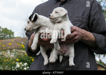 Two Jack Russell terrier puppies being held carefully by a man Stock Photo