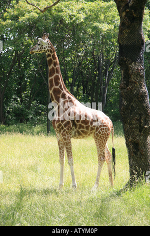 A giraffe relaxing at the Bronx Zoo, New York. Stock Photo
