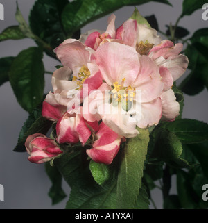 Bramley apple blossom with king flower opening in spring Stock Photo