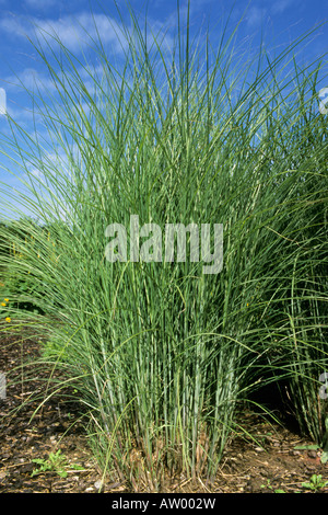 Chinese Silver Grass, Eulalia Grass, Maiden Grass, Zebra Grass, Porcupine Grass (Miscanthus sinensis), variety: Gracillimus Stock Photo