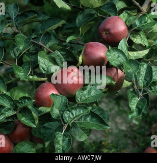 Mature Spartan apples on the tree Stock Photo