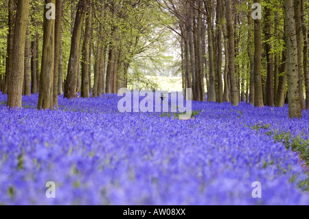 Scented English bluebell wood in spring, Chilterns, UK. Stock Photo