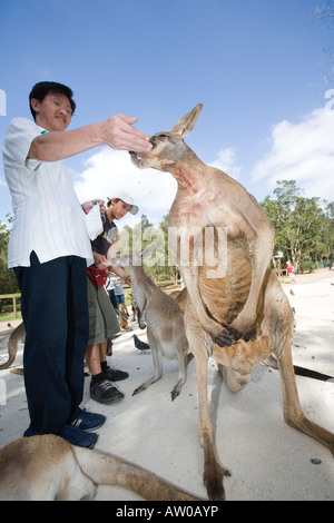Tourist feeding a Kangaroo in Currumbin wildlife sanctuary Stock Photo