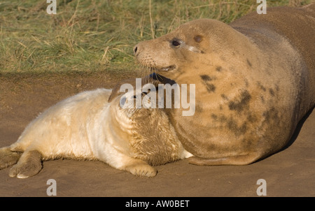 mother Atlantic Grey Seal and pup Stock Photo