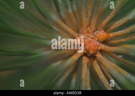 closeup of red pine branch end and needles Stock Photo