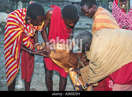 Maasai men taking blood from vein in neck of cow from hole made with arrow Southern Kenya East Africa Stock Photo