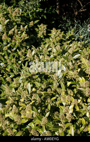 SKIMMIA CONFUSA KEW GREEN. Stock Photo