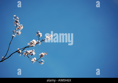 Cherry Blossom Tree Stock Photo