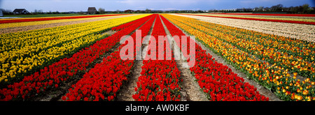 Tulip fields, Noordwijkerhout, Holland, The Netherlands, Europe Stock Photo
