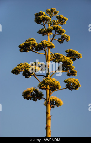 Agave bloom on stalk shooting upwards from mother plant, Arizona, USA Stock Photo