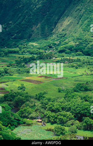 Taro fields and farm houses in Waipio Valley Hamakua Coast The Big Island Hawaii Stock Photo