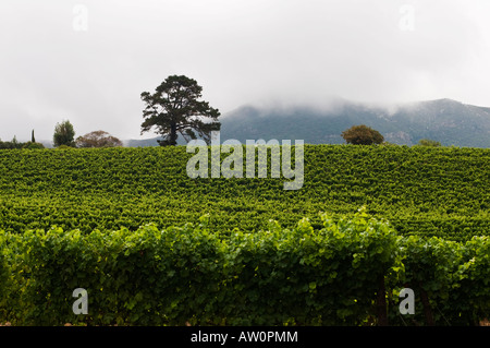 Buitenverwachting Wine Farm situated in Constantia Valley in Cape Town South Africa Stock Photo