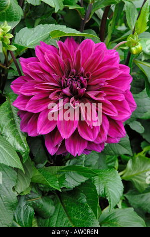 Flowering Dahlia (Dahlia Thomas A. Edison) in a garden Stock Photo