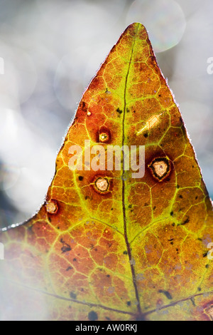 Dead ivy leaf on a frosty ground Stock Photo