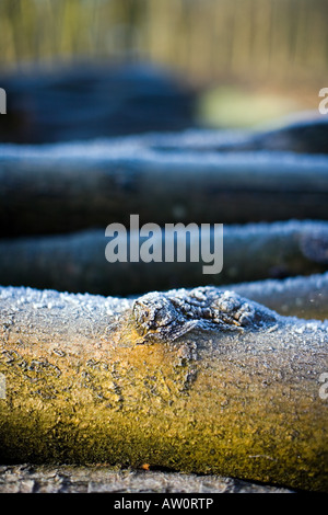 Sunlight and frost on a pile of branches in winter. UK Stock Photo