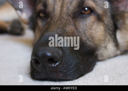 Close up of a German Sheppard dog's nose Stock Photo