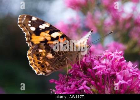 PAINTED LADY BUTTERFLY ON RED VALERIAN FLOWER Stock Photo
