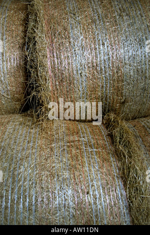 Hay bales on a farm in Cambridgeshire Stock Photo