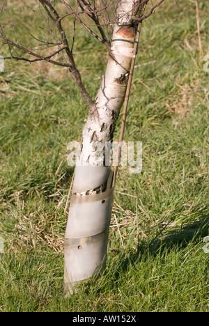 young tree with protective plastic around it Stock Photo