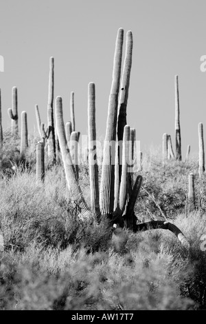 A black and white landscape photo of the Sonoran Desert, featuring towering a Saguaro Cactus. Stock Photo