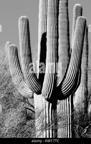 A black and white landscape photo of the Sonoran Desert, featuring ...