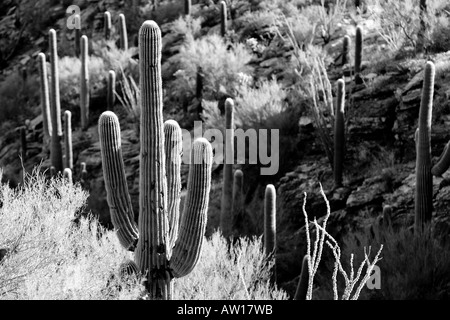 A black and white landscape photo of the Sonoran Desert, featuring towering Saguaro Cactus. Stock Photo