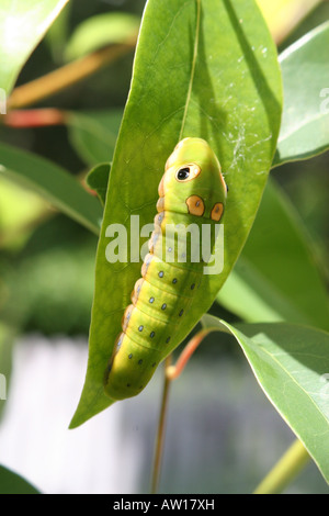 Camouflaged Spicebush Swallowtail Larva (Papilio troilus) Stock Photo