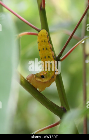 Camouflaged Spicebush Swallowtail Larva Papilio troilus Stock Photo