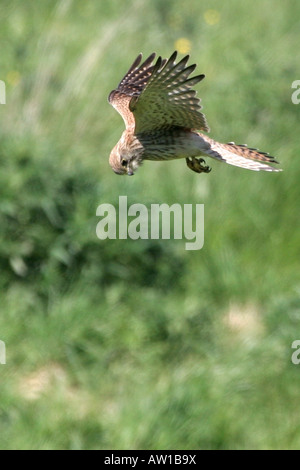 Common Kestrel hovering Stock Photo