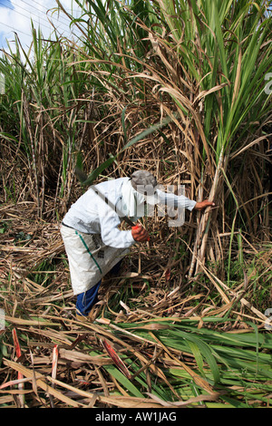 Venezuela Zuckerrohr sugar cane Stock Photo