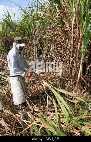 Venezuela Zuckerrohr sugar cane Stock Photo