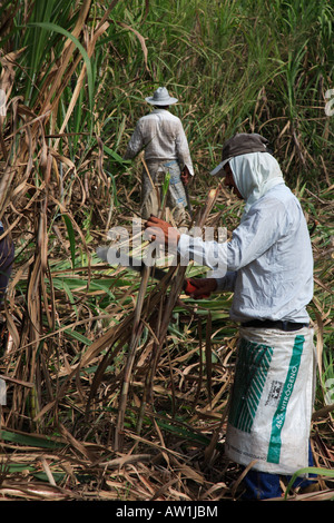 Venezuela Zuckerrohr sugar cane Stock Photo