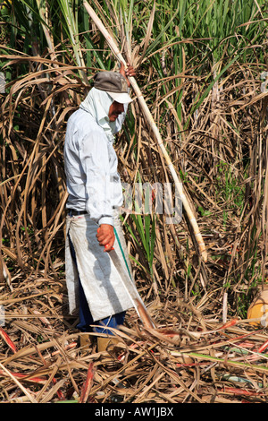 Venezuela Zuckerrohr sugar cane Stock Photo