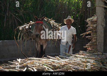 Venezuela Zuckerrohr sugar cane Stock Photo