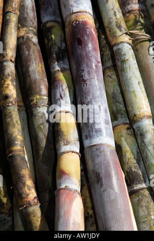 Venezuela Zuckerrohr sugar cane Stock Photo